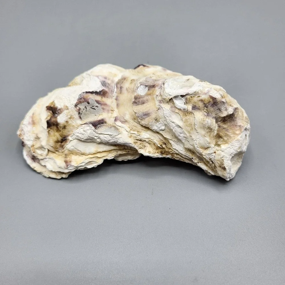 Vintage Decorative Oyster Shell Trinket Ring Dish Painted Pink Rose Design